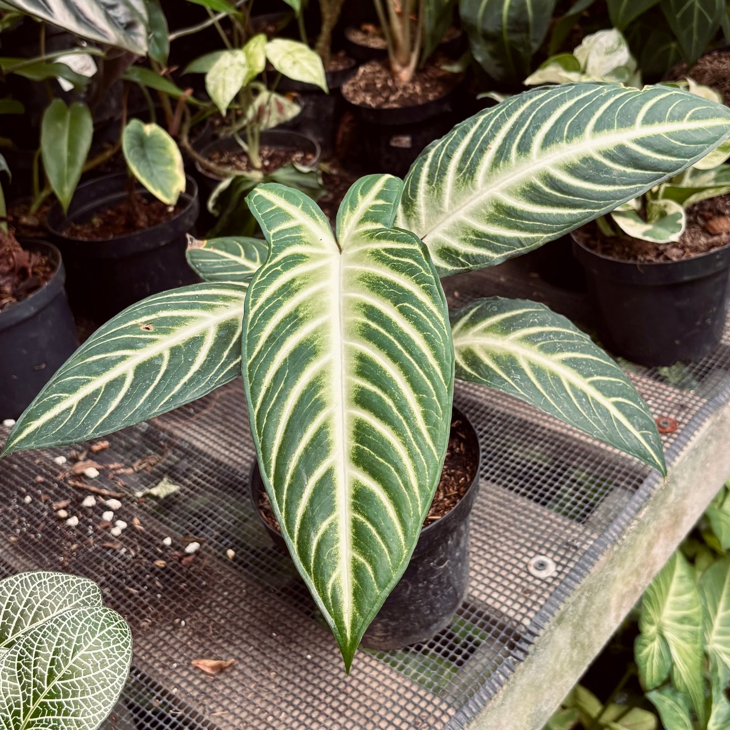 Phyllotaenium Lindenii