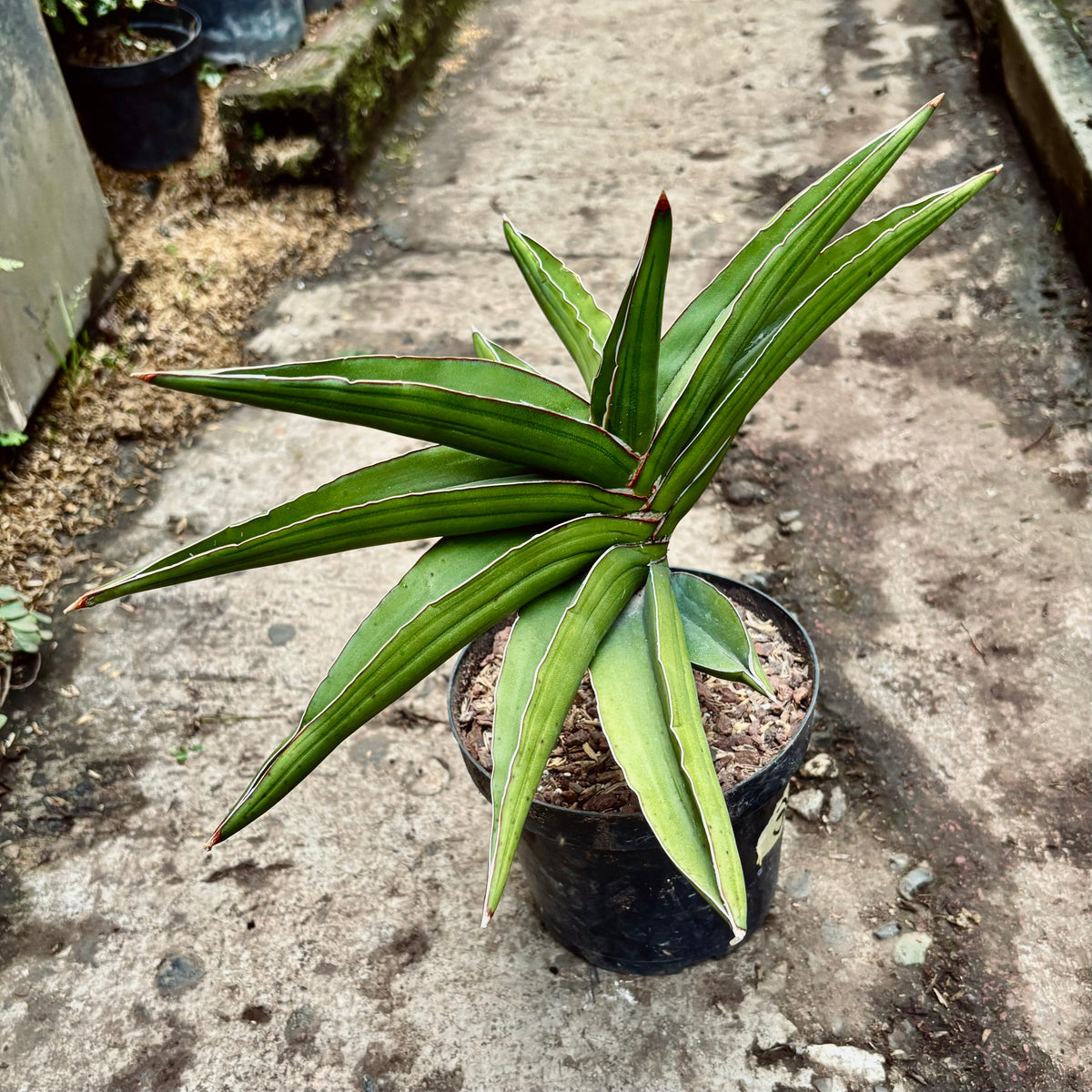 Dracaena Hanningtonii Samurai Dwarf