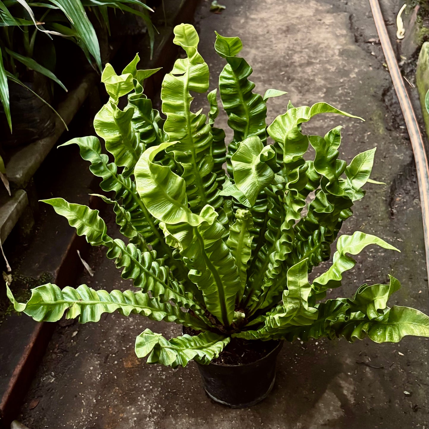 Asplenium Nidus “Helecho Nido De Ave” Crispy Wave
