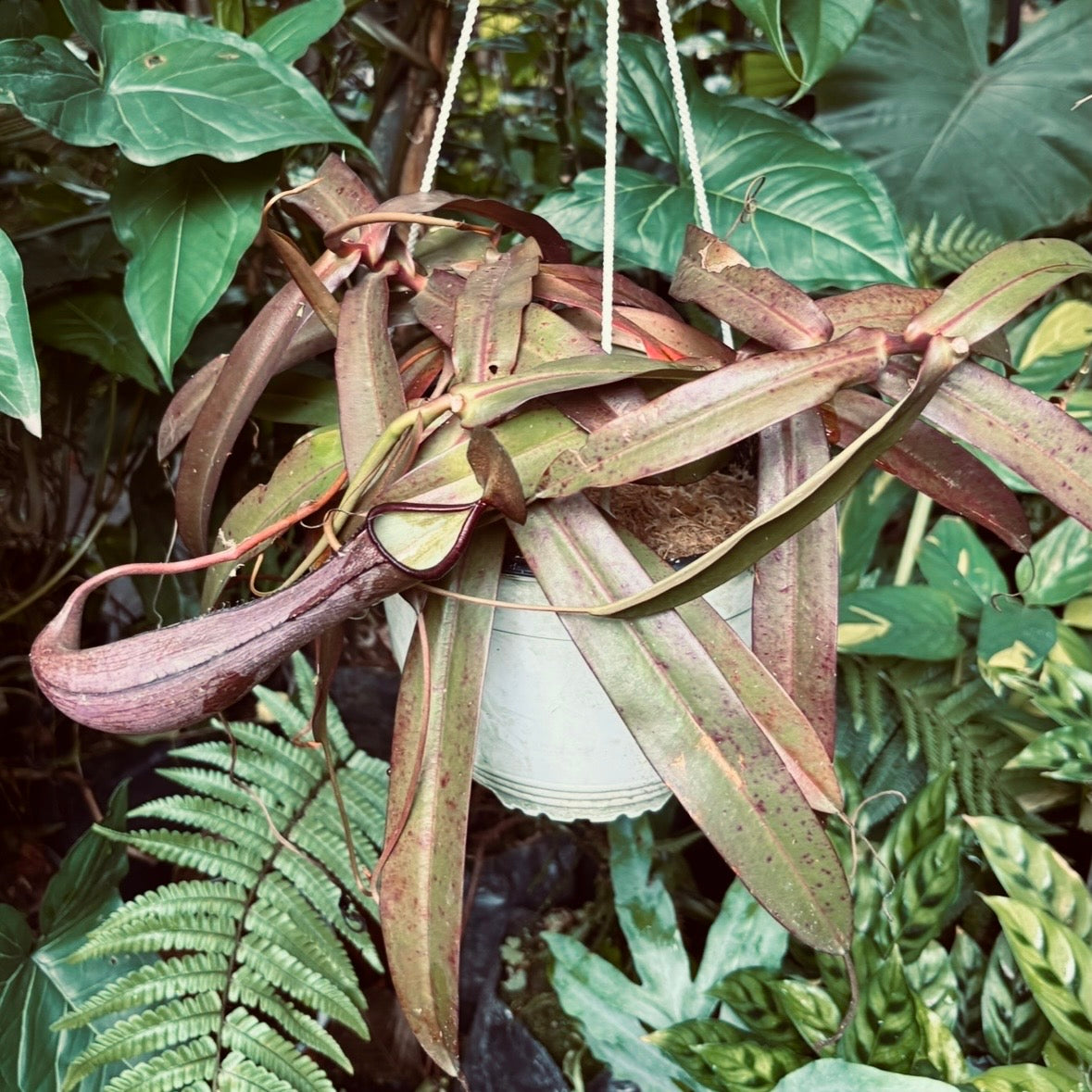 Carnívora Nepenthes