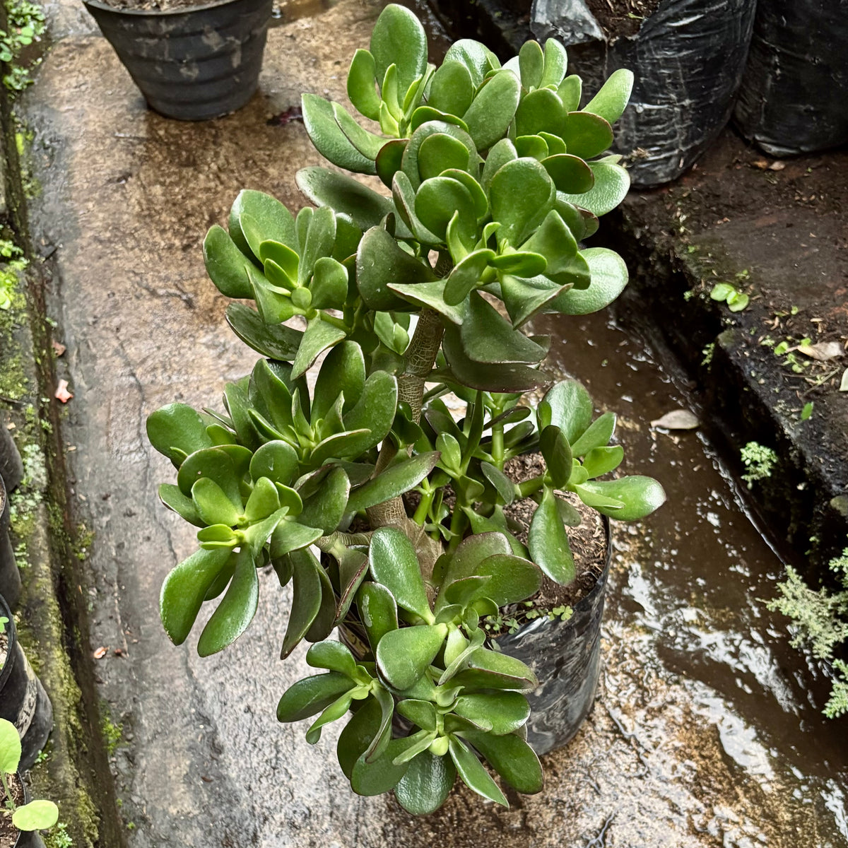 Suculenta Crassula Ovata “Jade Macho”
