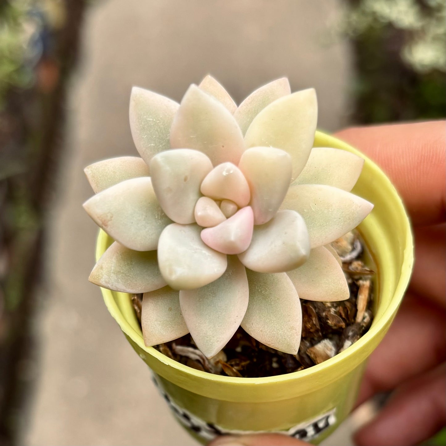 Suculenta Graptosedum Ghosty Variegada