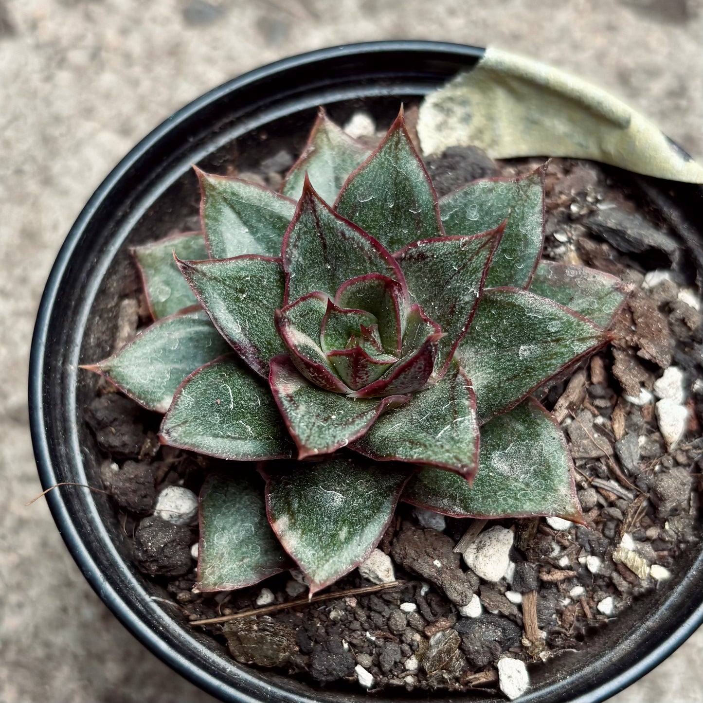 Suculenta Echeveria Monocerotis