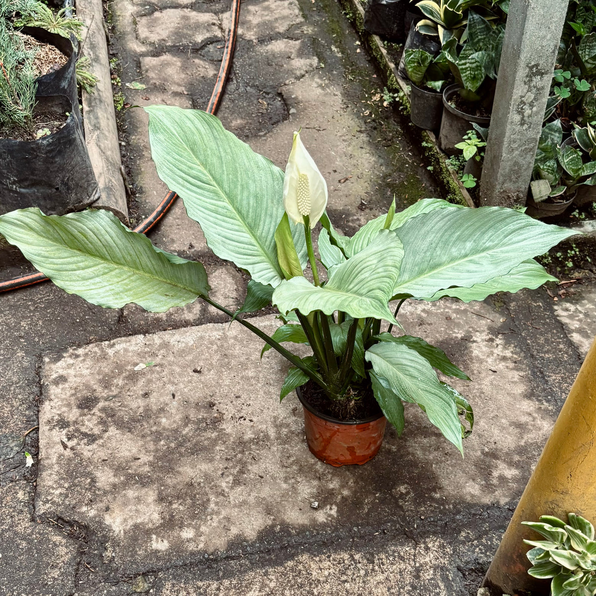 Espatifilo Platinum Mist