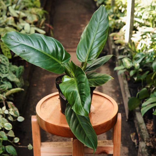 Filodendro Subhastatum