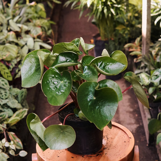 Peperomia Corazón de María