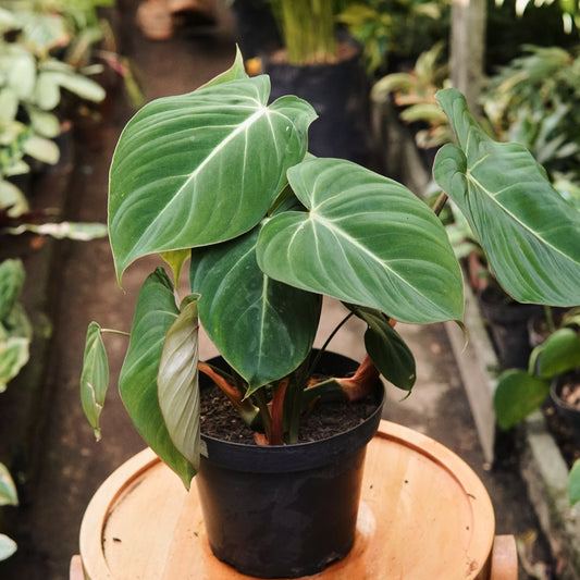 Filodendro Gloriosum