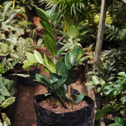 Zamioculca Zamiifolia Grande