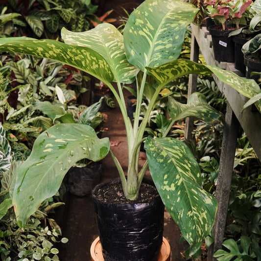 Dieffenbachia Mayan Jade