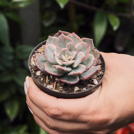 Suculenta Echeveria Pink Harin Variegada