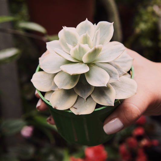 Suculenta Echeveria Subsessilis Variegada