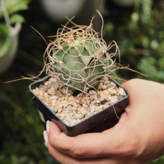 Cactus Astrophytum Capricorne Aureum