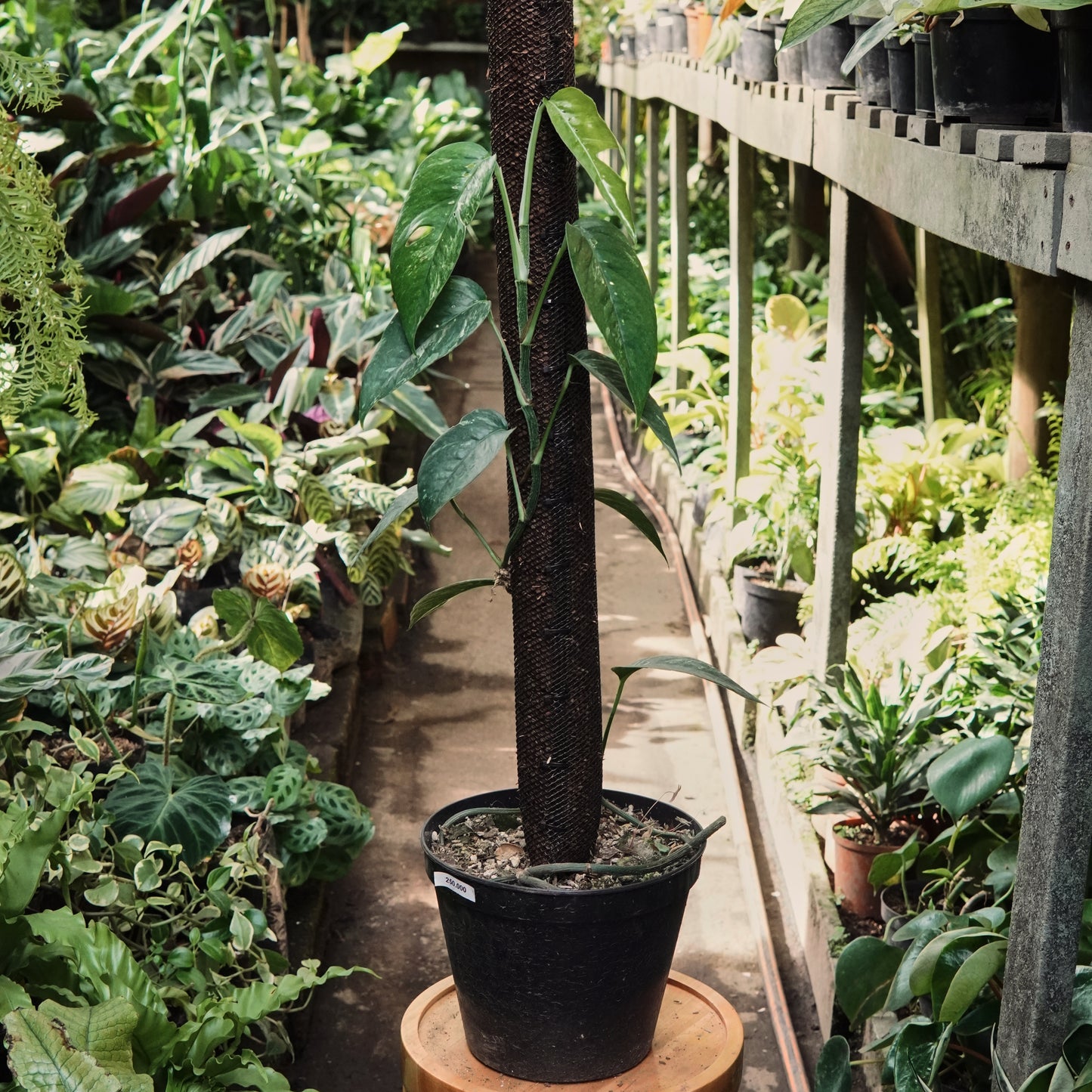 Epipremnum Pinnatum Albo Variegado