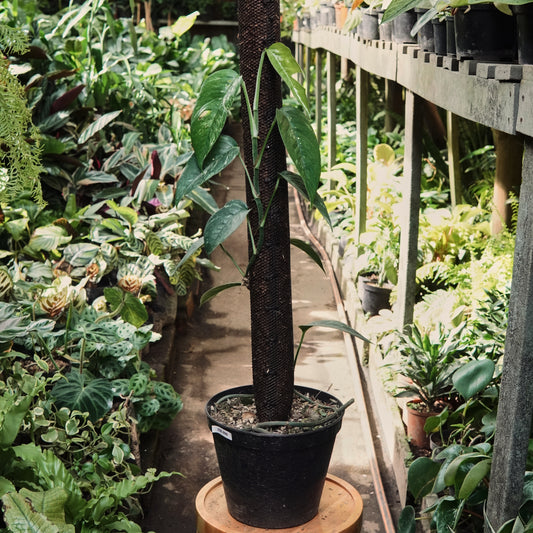 Epipremnum Pinnatum Albo Variegado