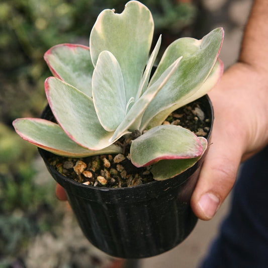Suculenta Kalanchoe Luciae Variegada