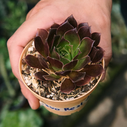 Suculenta Aeonium Pavo Real