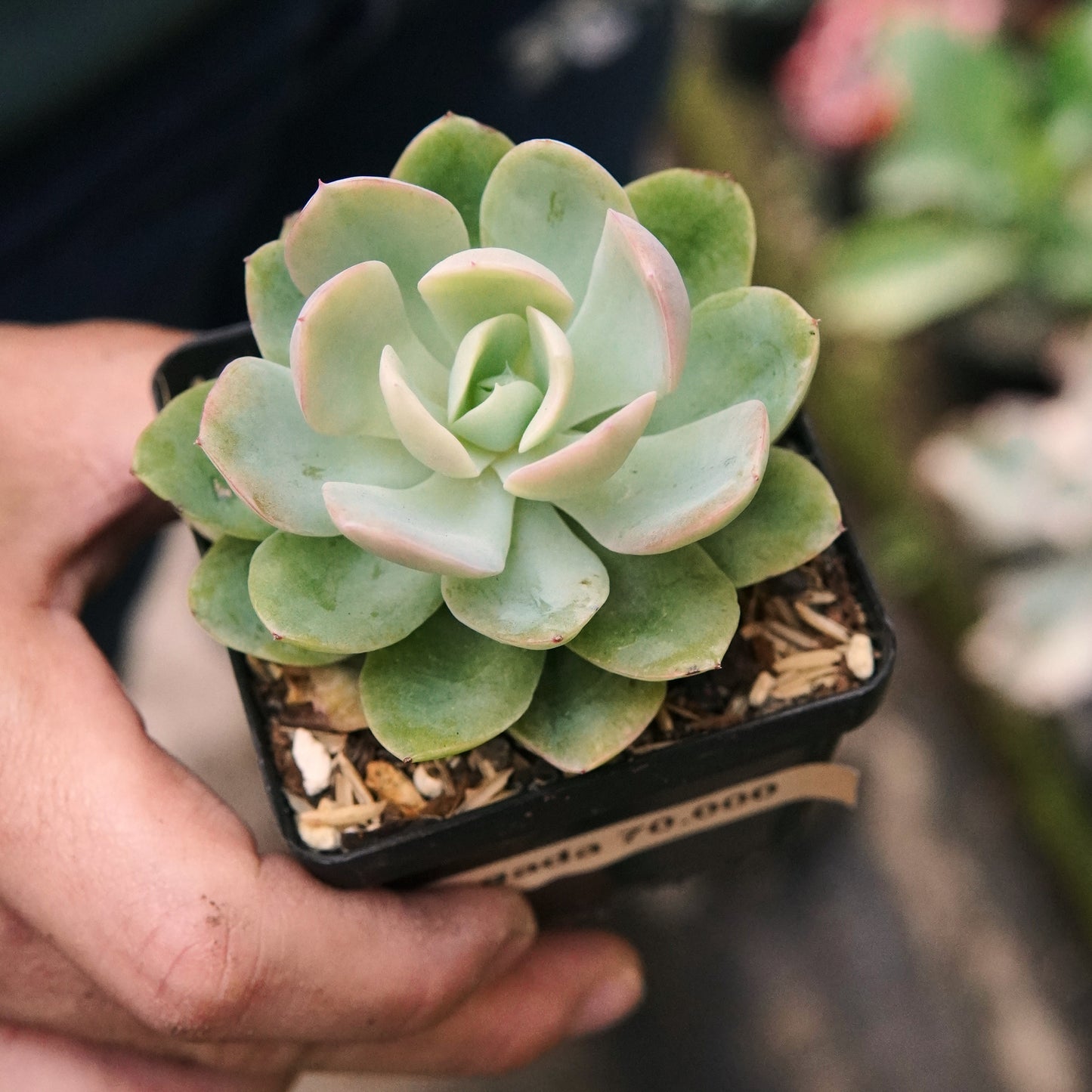 Suculenta Pink Vera Variegada