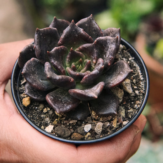 Suculenta Echeveria Super Bowl