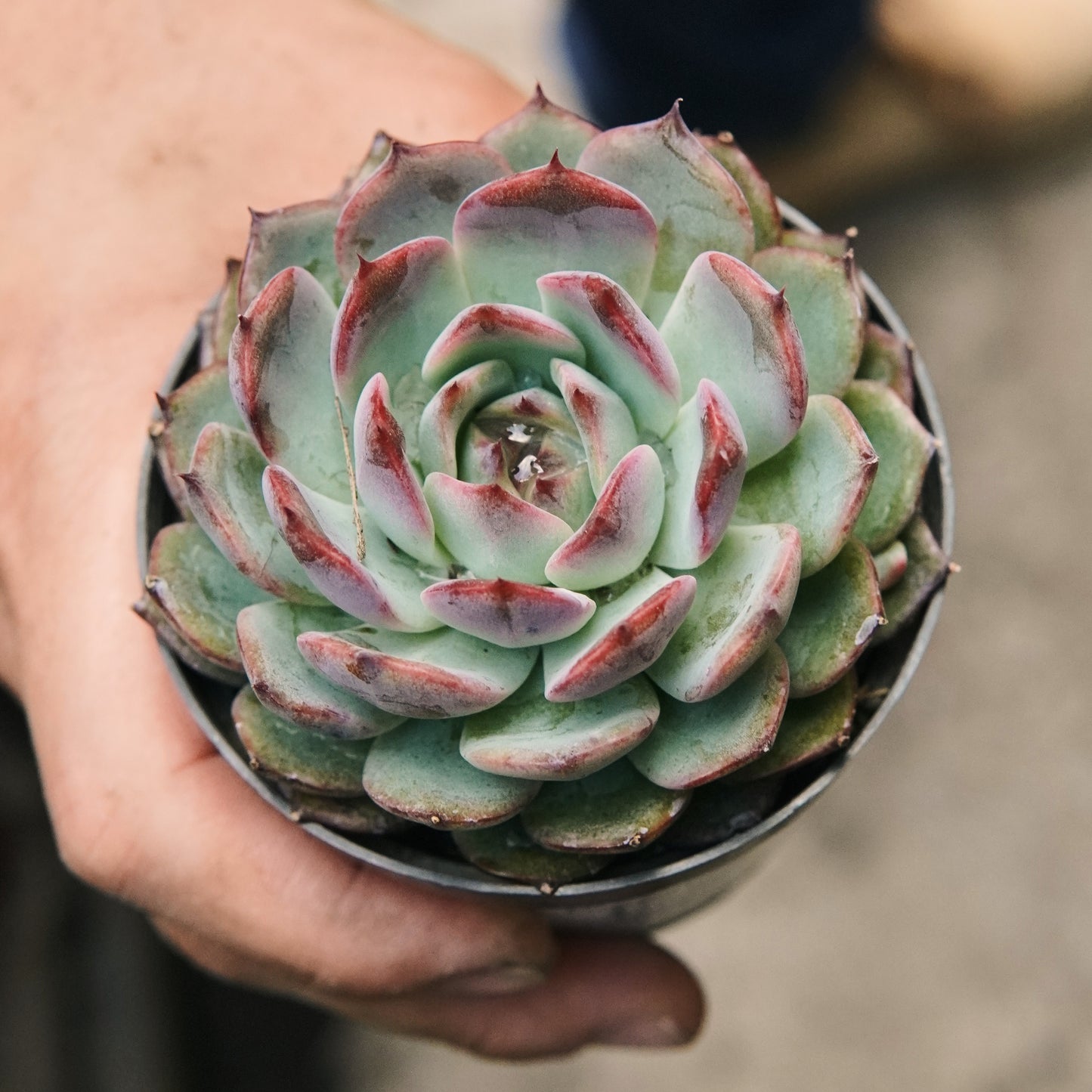 Suculenta Echeveria Dream Rose