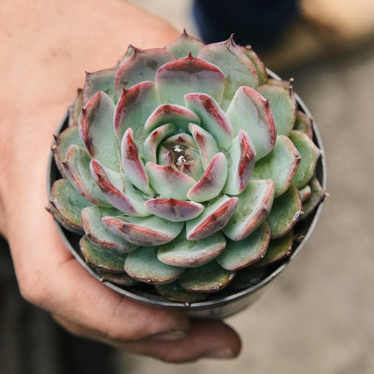 Suculenta Echeveria Dream Rose