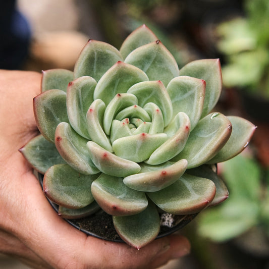 Suculenta Echeveria Agavoides Champagne