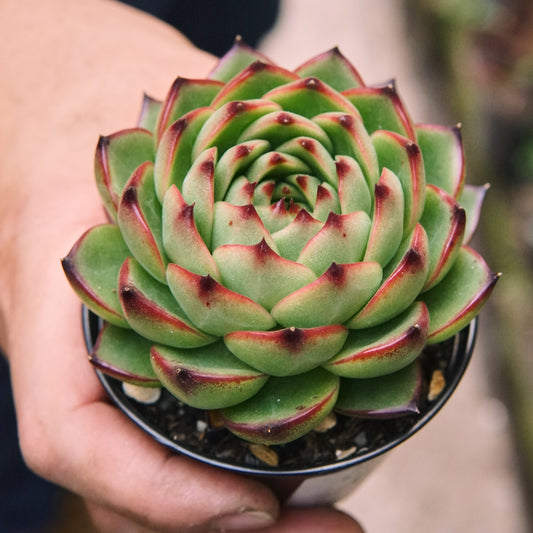 Suculenta Echeveria Agavoides Moonstone