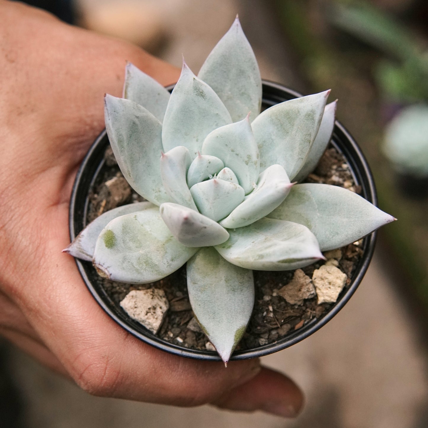 Suculenta Echeveria Colorata Mexican Giant