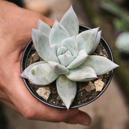 Suculenta Echeveria Colorata Mexican Giant