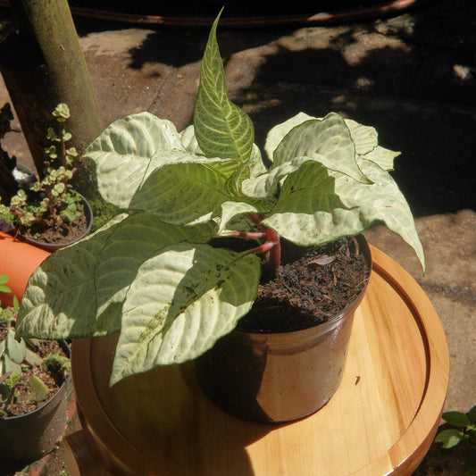 Afelandra Blanca