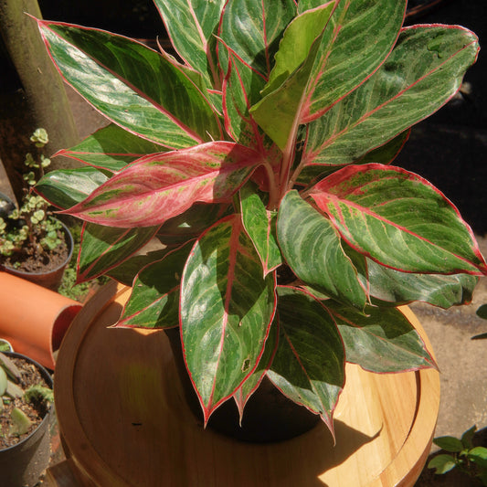 Aglaonema