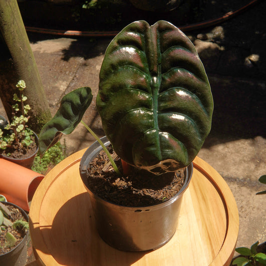 Alocasia Cuprea