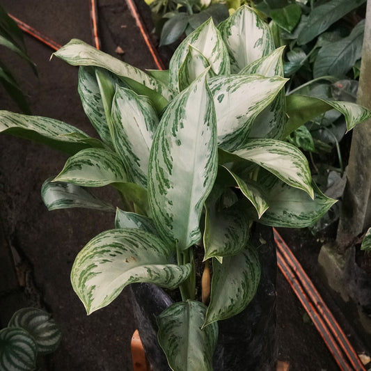 Aglaonema Crispum