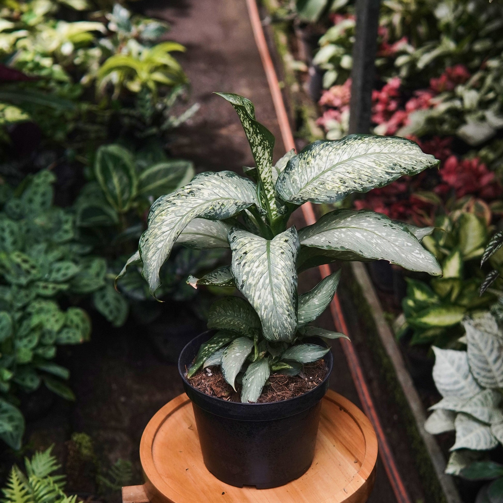 dieffenbachia planta de interior Dieffenbachia Tiki - Planta de Interior en Medellín