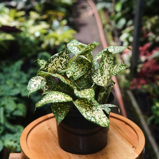 Dracaena Florida Beauty - Vivero Florecer