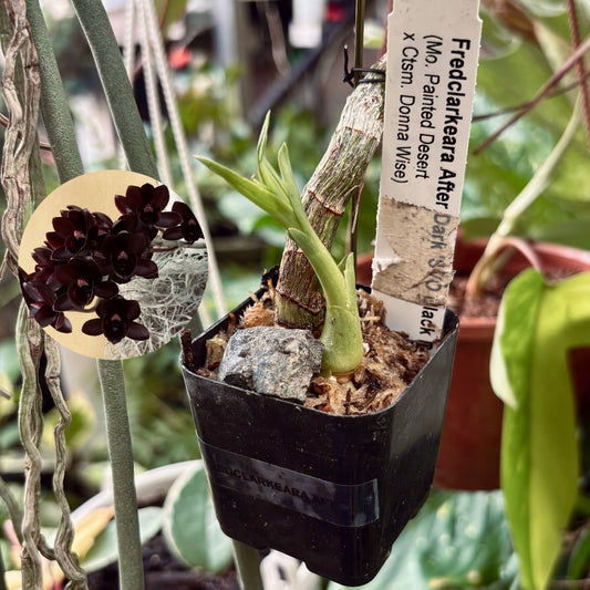 Orquídea Fredclarkeara After Dark 'SVO Black Pearl'