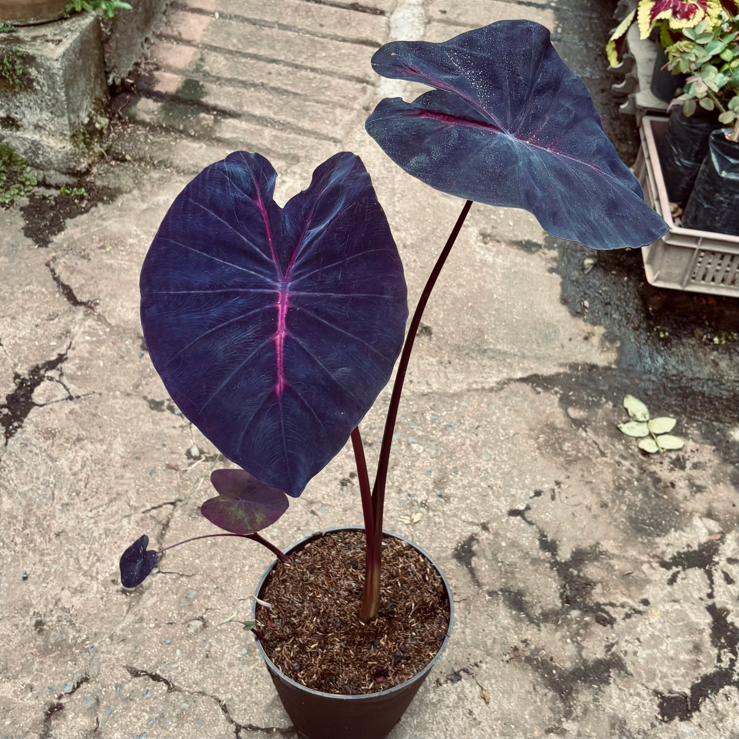Colocasia Ghost Rider