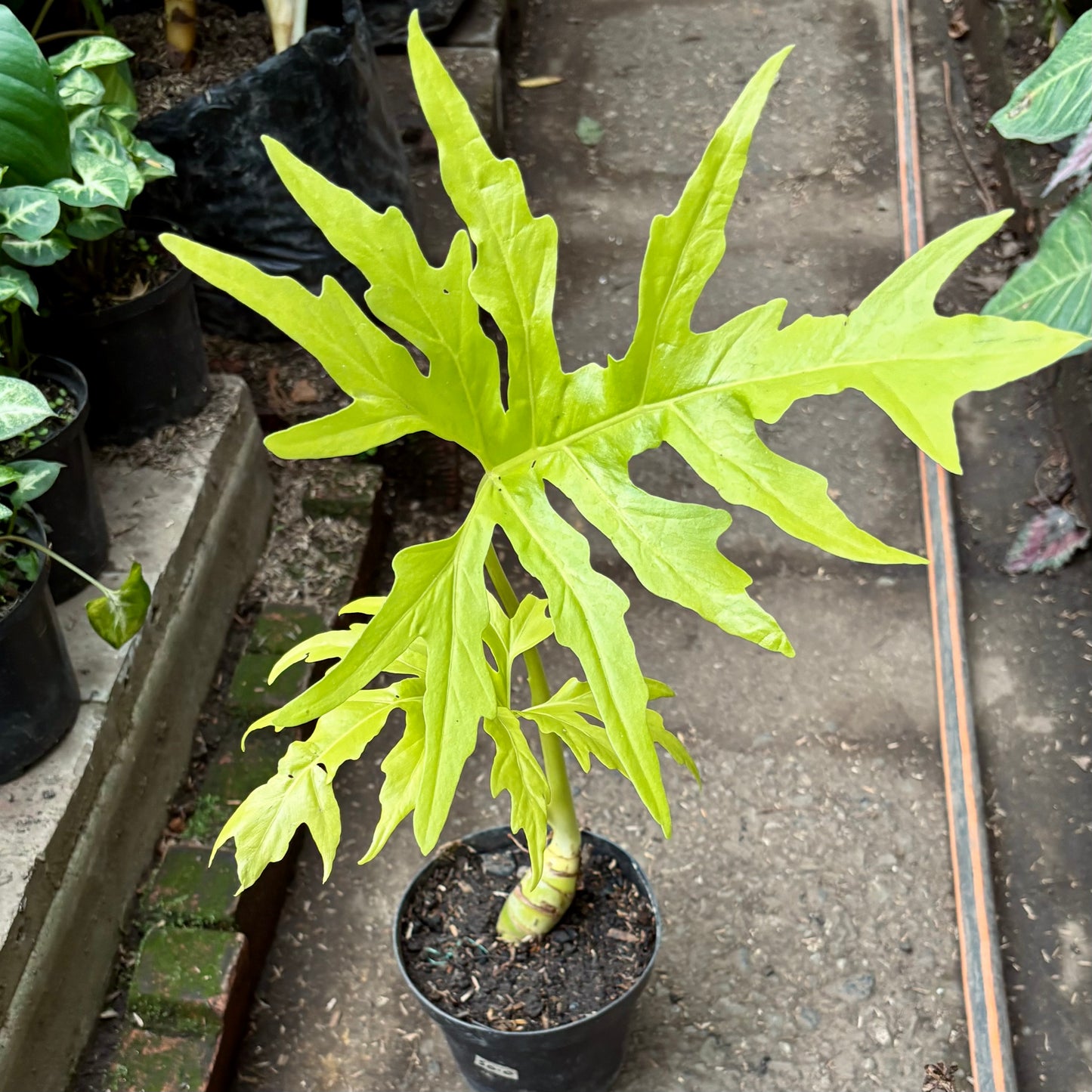 Filodendro Warscewiczii Aurea