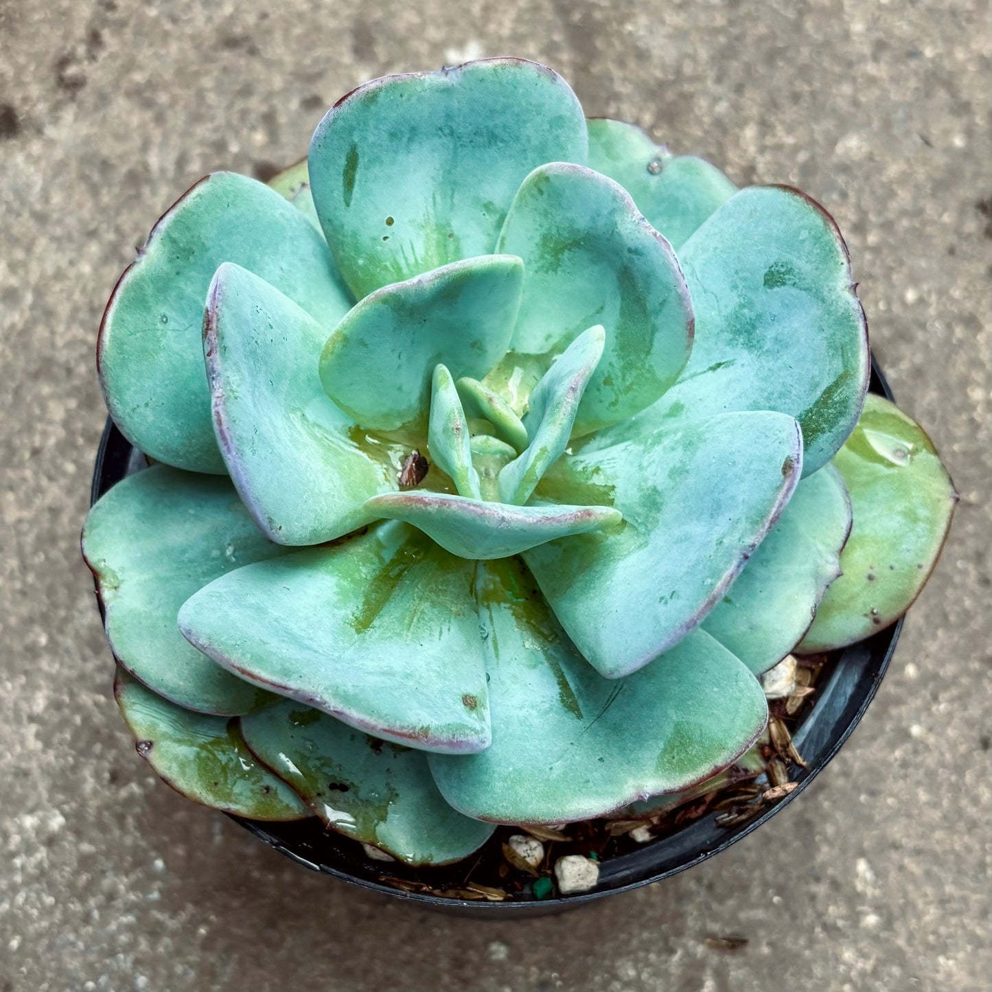 Suculenta Echeveria Gila