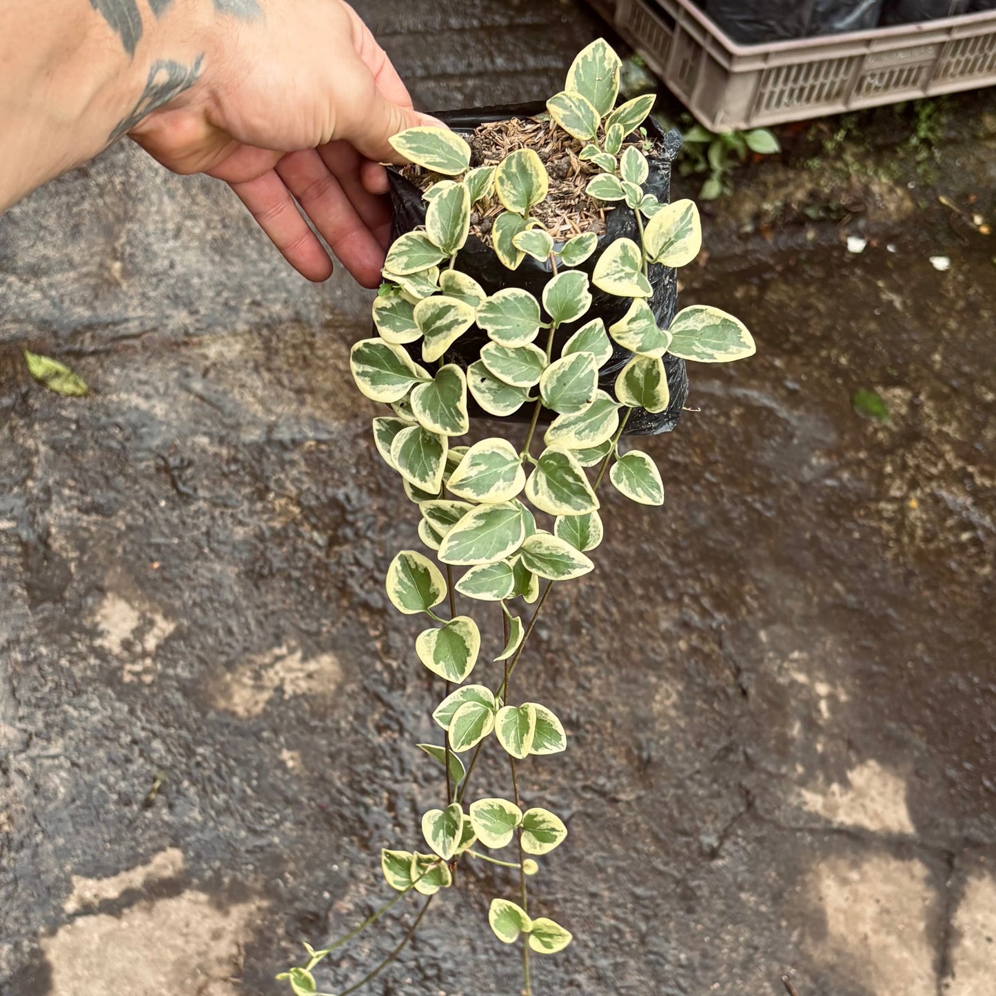 Vinca Major Variegada “Coqueta”
