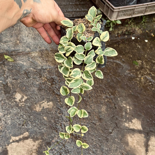 Vinca Major Variegada “Coqueta”