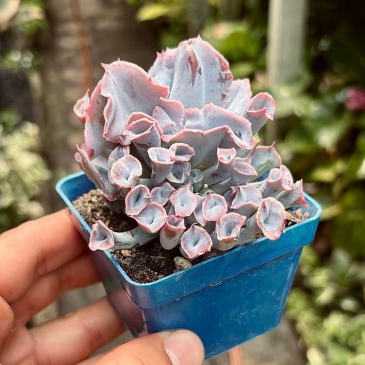 Suculenta Echeveria Pink Trumpet