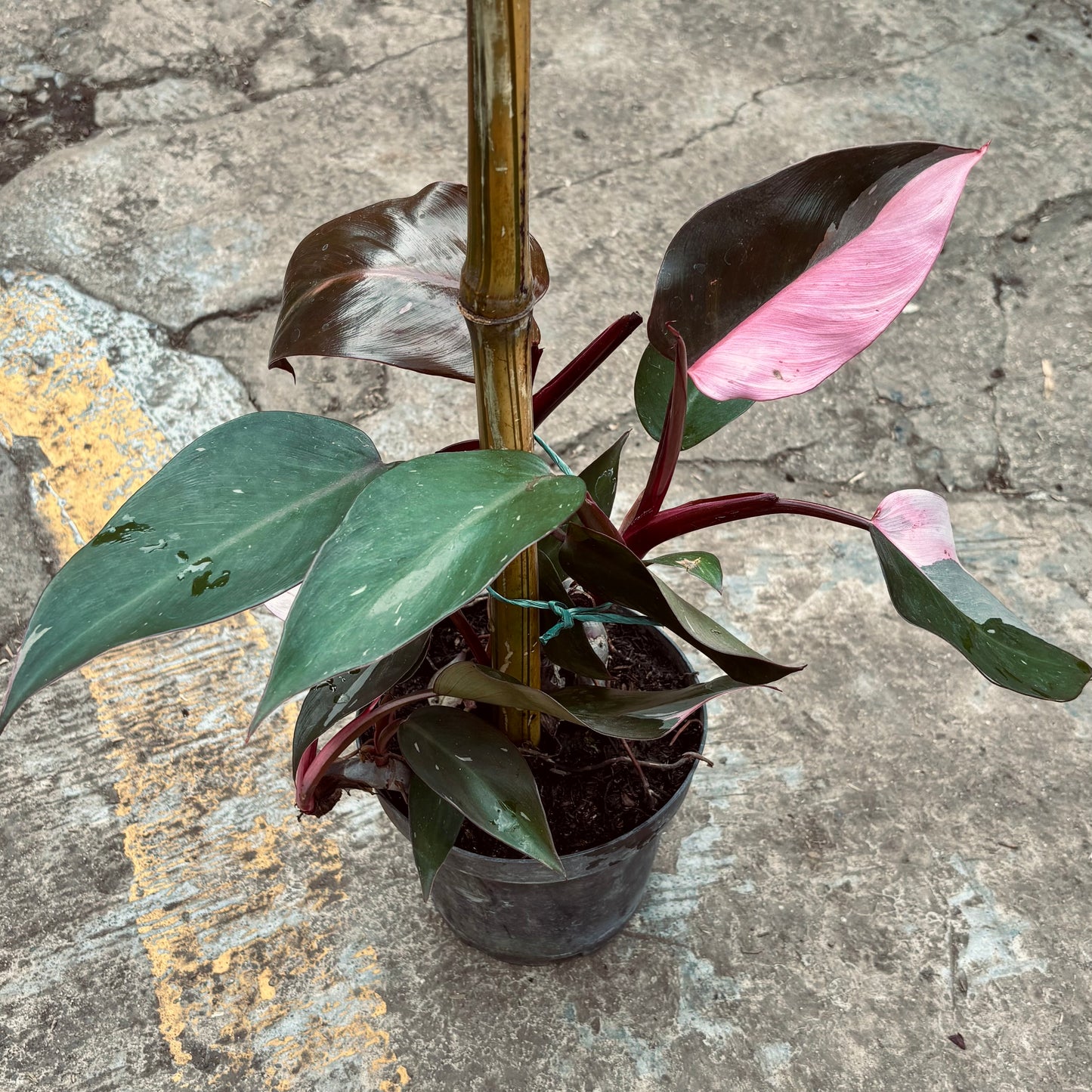 Filodendro Pink Princess