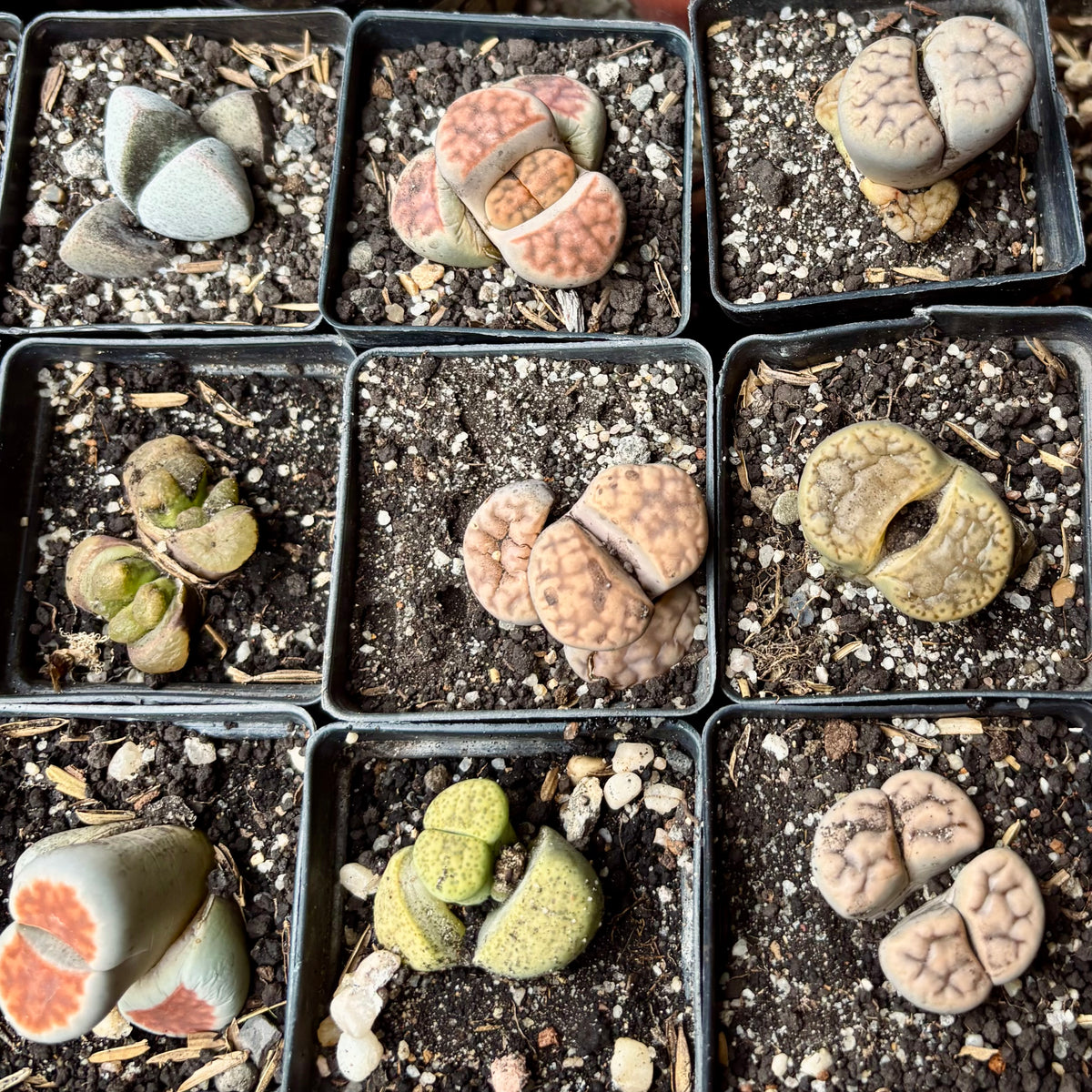 Lithops
