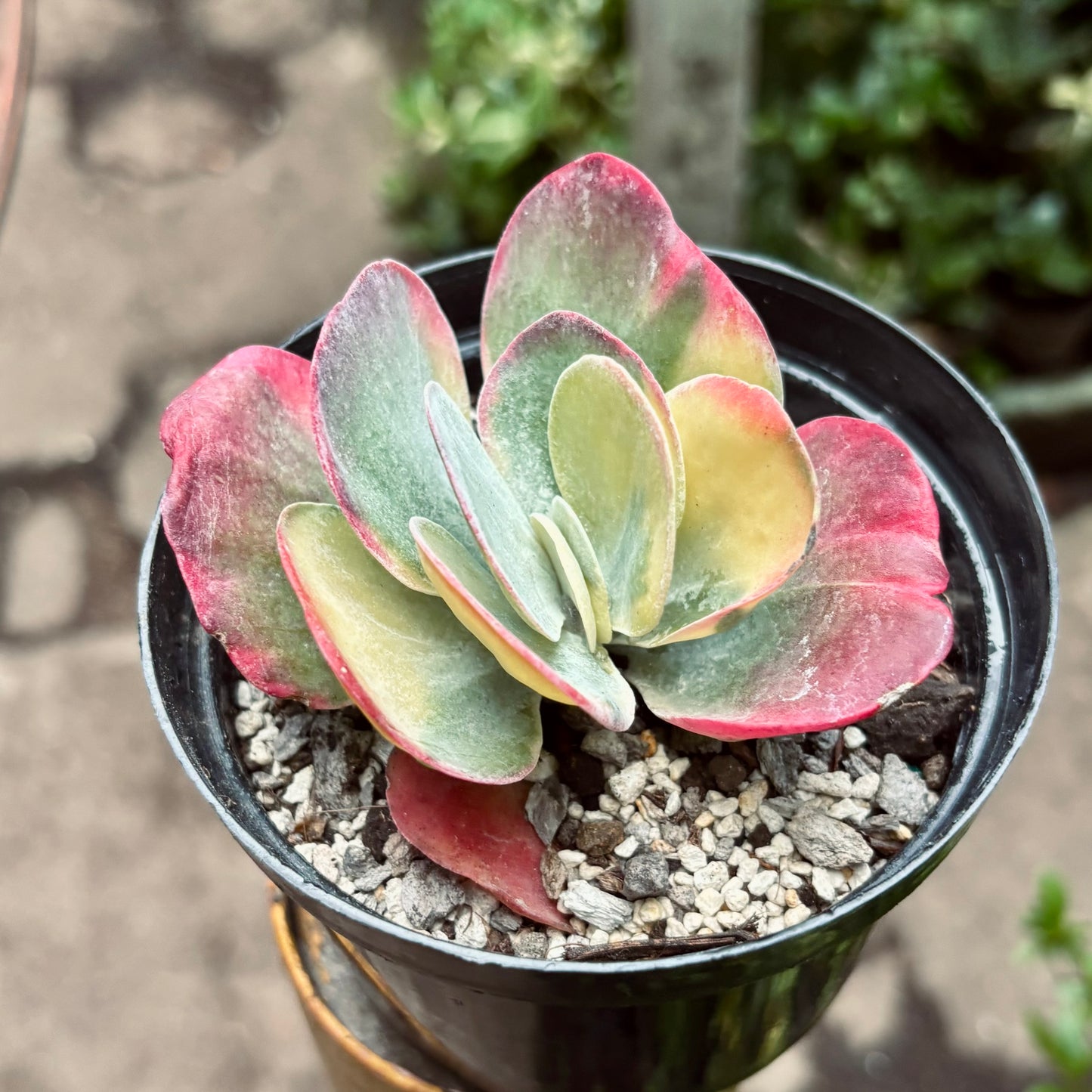Suculenta Kalanchoe Thyrsiflora Variegada