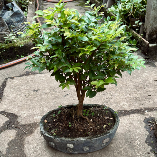 Bonsai Guayabo Jaboticaba