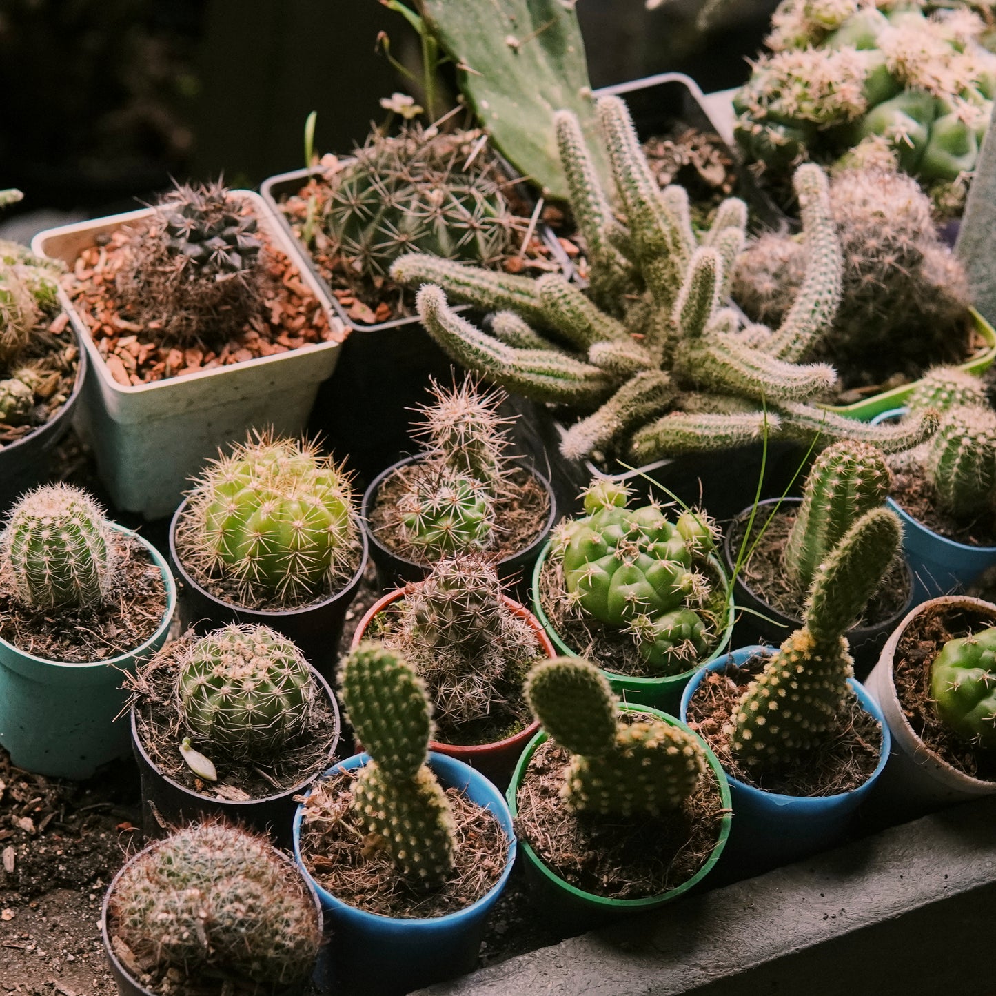 Cactus surtido