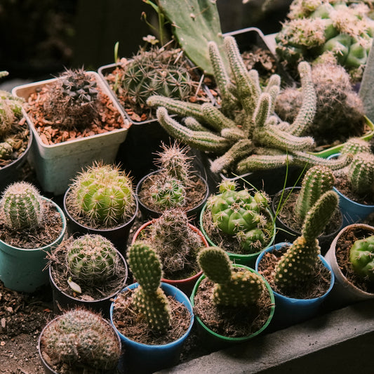 Cactus surtido