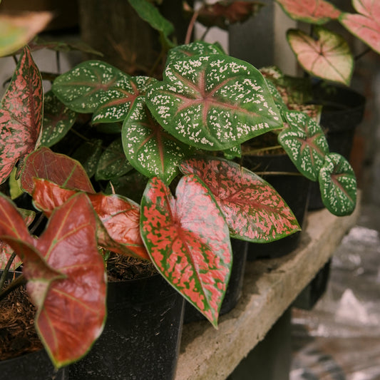 Caladium