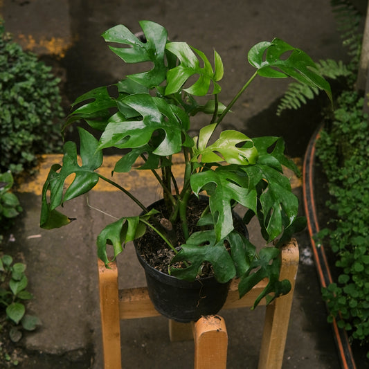 Rhaphidophora Tetrasperma