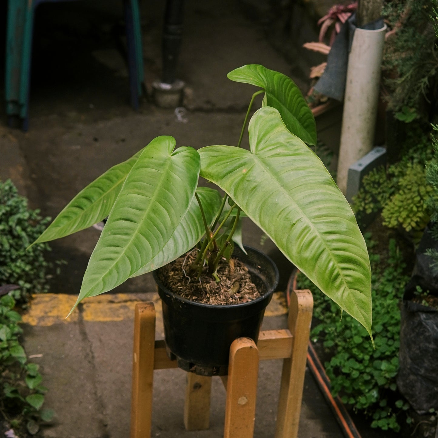 Filodendro Sharoniae